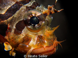 Juvenile scorpion fish by Beate Seiler 